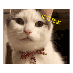 nikovic_20260423230250