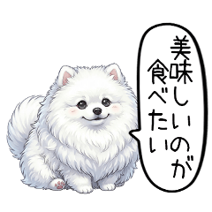 Chatty fluffy  samoyed
