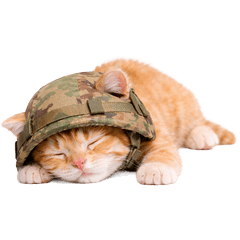 Rookie Cat Soldier | Daily & Weekend
