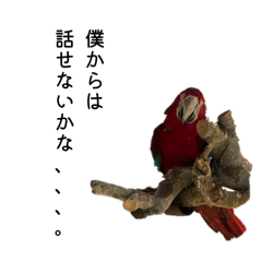 chiikichitsan_20260423133116