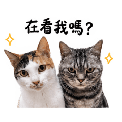 橘子＆弟弟互動表情包