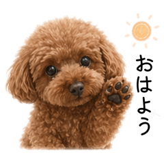 My Toy Poodle_20260423135301