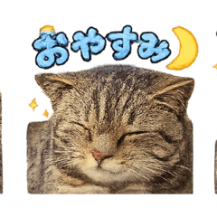 mame_20260423140445