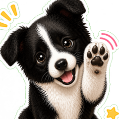 black border collie puppy