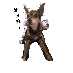 my dog she's name is Mimi