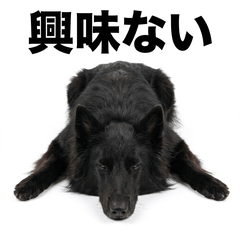 毒舌技能MAX Belgian Groenendael - AG