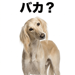 毒舌技能MAX Saluki - AG