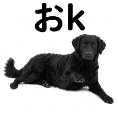 毒舌技能MAX Croatian Sheepdog - AG