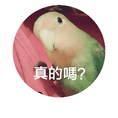 Bao寶妹-寶貝鸚鵡的生活日常