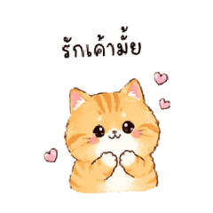 Cat so cute 01 and you