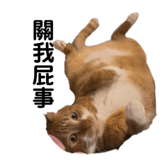 很餓很餓的貓貓蟲