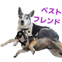 Haru & Buddy BFF