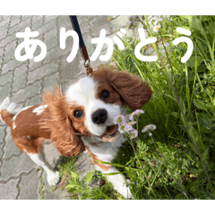 charme_cavalier_20260423151537