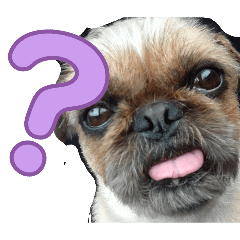 pappa_20260423151942