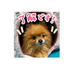 nicomaru_20260423150331