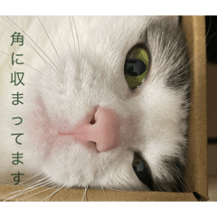 mahiru_20260423152402