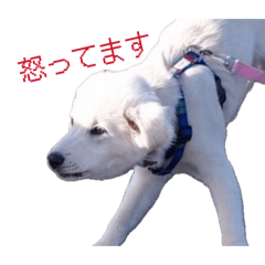 omame_20260423212703