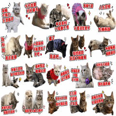 喵喵我們這一家