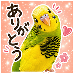 My Son: A Miraculous 30-Year-Old Budgie