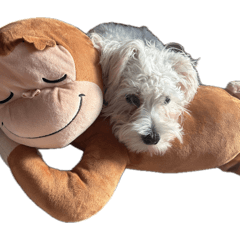 シュナマルのモコです