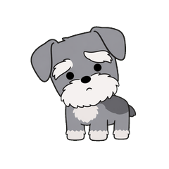 Kochi the Opinionated Schnauzer