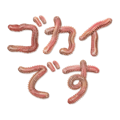 It's a ragworm(gokai=misunderstanding)