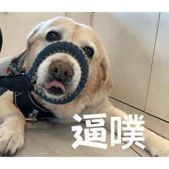 麻薩是禮貌小狗