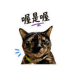 Daily dose of cat v.4