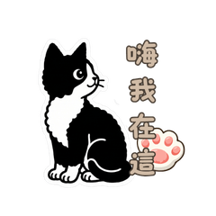 帕米樂貓貓又來啦