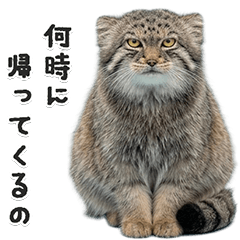 Family Messages with Manul Cat