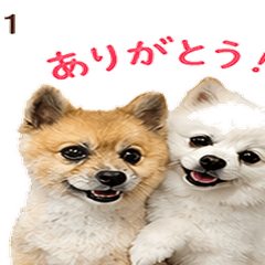 Ebu & Poko's Feelings