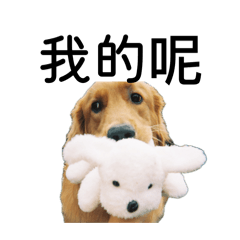 黃金獵犬 日常