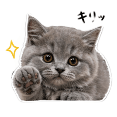 Matako_20260423222352