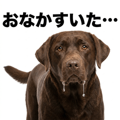Chocolate Labrador 真心話貼圖 - 搞 - AG