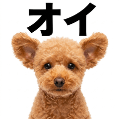 毒舌技能MAX Toy Poodle - AG