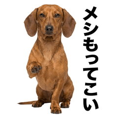 毒舌技能MAX Dachshund - AG