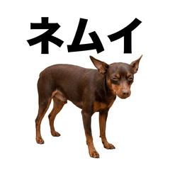 Chocolate Min Pin 真心話貼圖 - 搞笑 - AG