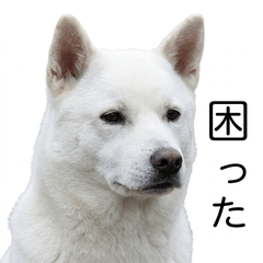 Kishu Ken 真心話貼圖 - 搞笑 - AG