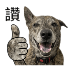 虎斑汪汪：日常實用語