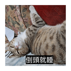 咪和兔