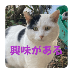 meatman_20260423214458