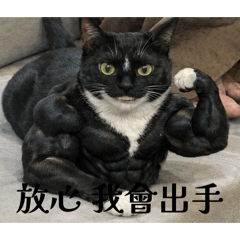 我家的神奇 貓咪黑色是多啦虎斑是唐伯虎
