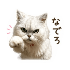 Hachi_20260423221426