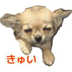 guzei_20260423164647