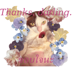 Sassy Spicy Kitty Miuccia (Diva Edition)