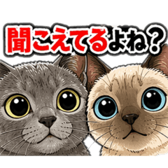 chef bear_20260423225146