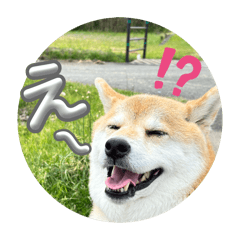 kotaoo_20260423233404