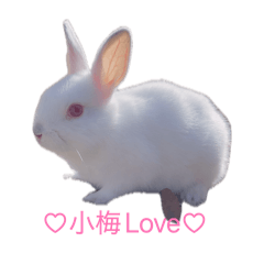 Koume_20260423170257