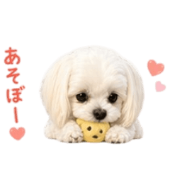 StrawberryTalt_20260423232908