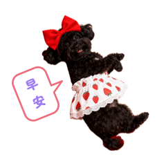 黑貴賓Q比的表情包✨